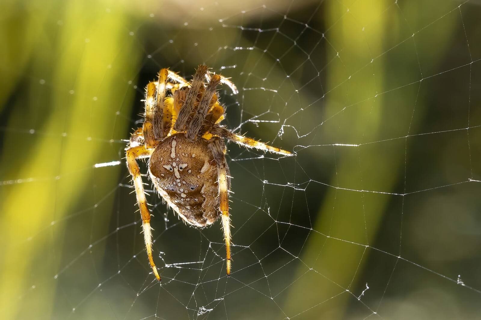Does Riddex kill spiders?