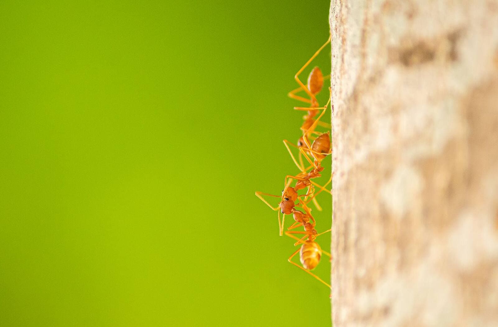 Can Riddex kill ants?