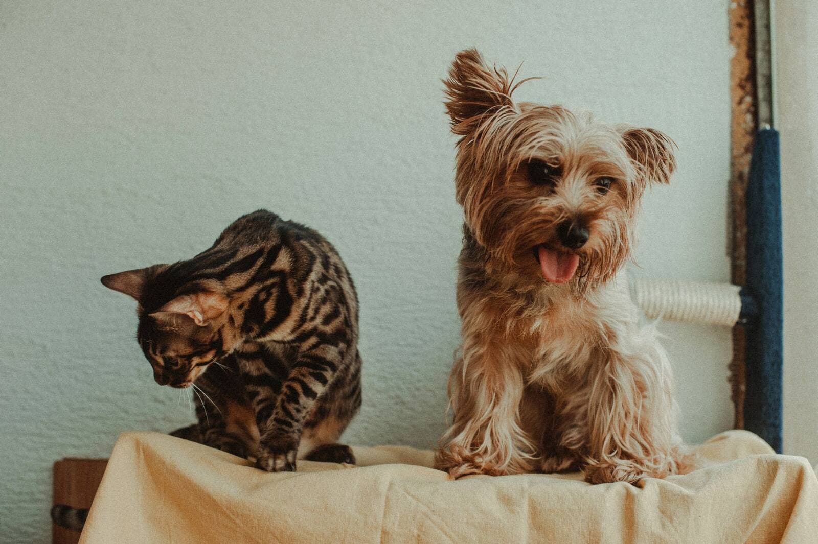 Will Riddex Hurt Pets?