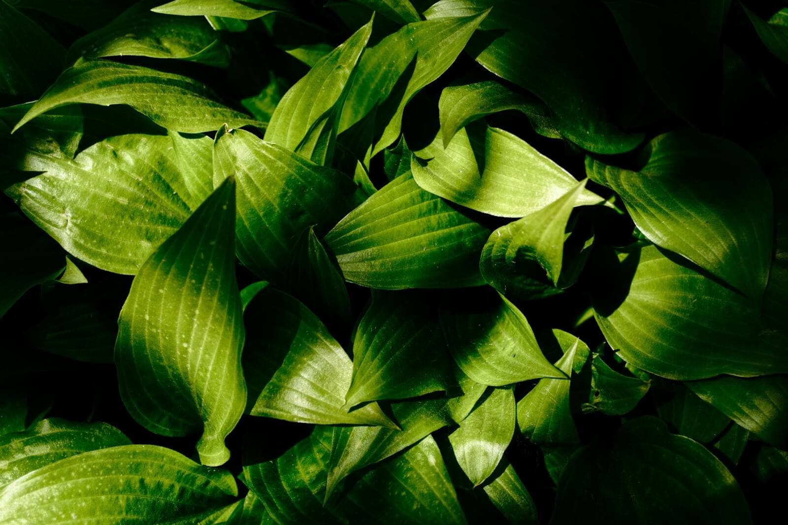 Will Riddex Pulse Impact The Environment?