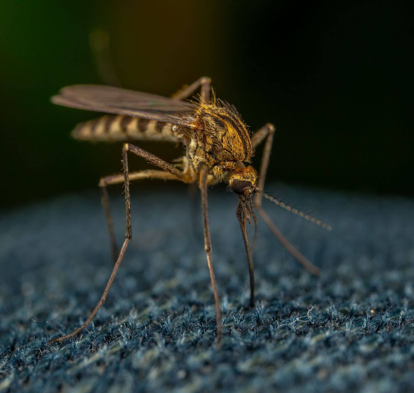 The Best Pest Service Information: 7 Proven Strategies Against Mosquitoes and Ticks