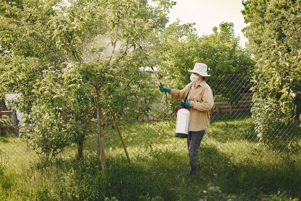 How Much You Should Expect to Spend on a Pest Control Service